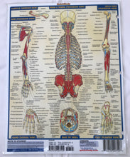 Load image into Gallery viewer, Origins &amp; Insertions Chart (8.5x11)
