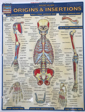 Load image into Gallery viewer, Origins &amp; Insertions Chart (8.5x11)
